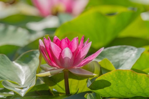 Pink lotus flowers lie on the surface of the pond. Lily pads surround the flowers. The water is