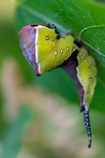 Cerura vinula, fork tail, large fork tail, notodontidae, puss moth, toothmoth, high size, portrait,