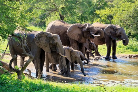 African elephant (Loxodonta africana), adult, calves, herd, by the water, drinking, Kruger National