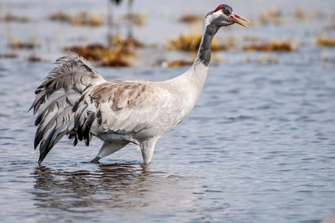 Crane (Grus grus), wading in the water, Fågelsjö, Gävleborg County, Sweden