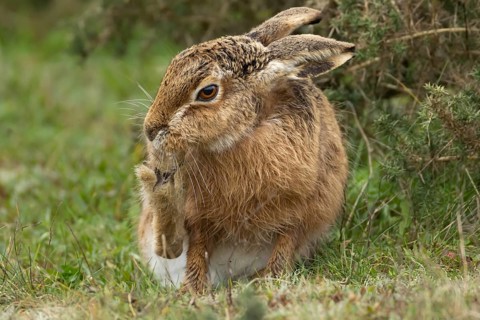 European brown hare (Lepus europaeus) adult animal washing its foot in grassland, England, United