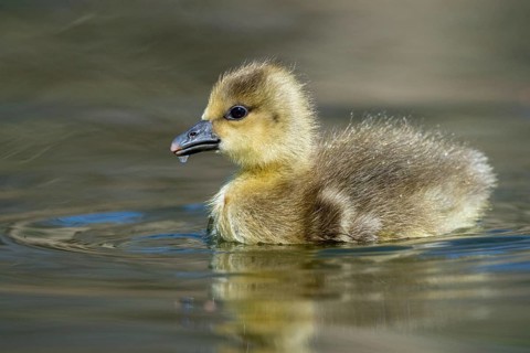 A grey goose (Anser anser) gosling, Hanover, Lower Saxony, Germany