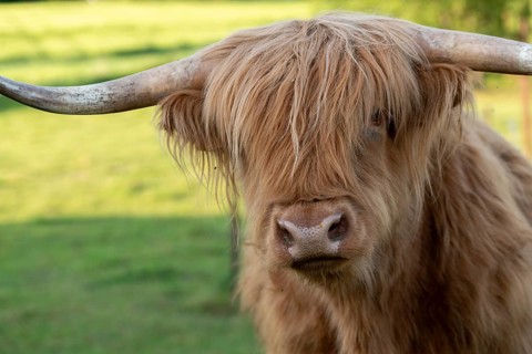 Artiodactyla, bos primigenius f. taurus, cattle, even-toed ungulate, highland cattle, kyloe,
