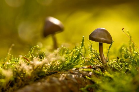Spruce cone helmet, mycena plumipes, mycena strobilicola, cone helmet, fungi, fungi