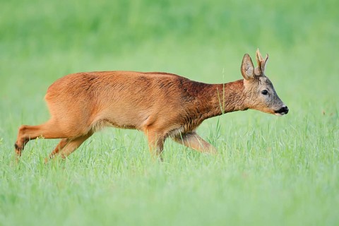 European roe deer (Capreolus capreolus), a roebuck in a meadow, North Rhine-Westphalia, Germany