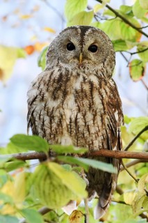 Tawny owl (Strix aluco), North Rhine-Westphalia, Germany