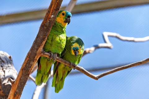 Two green parrots are sitting side by side on a branch beneath a blue sky. The blue-fronted Amazon