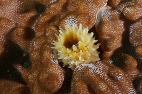 Spiny limestone sponge (Sycon) embedded in a brown, textured coral surface, dive site: Sodwana Bay