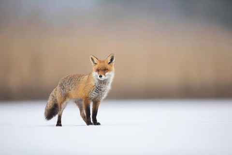 Fox, red fox (Vulpes vulpes), biotope, habitat, foraging, young, cubs