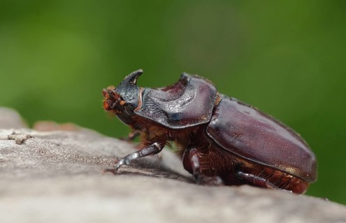 European rhinoceros beetle, rhinoceros beetle, oryctes nasicornis, rhinoceros beetle, beetle,