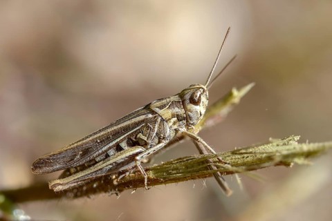 Acrididae, caelifera, field locusts, gomphocerinae, short-feeler, nightingale grasshopper,
