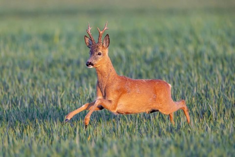 European roe deer (Capreolus capreolus) adult buck, male fleeing over wheat field in spring