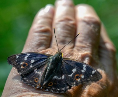 Apatura ilia, small Schiller butterfly, Lesser purple emperor, butterfly, insects, butterflies,