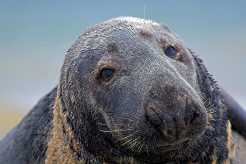 Animals, mammals, seal, grey seal (Halichoerus grypos), Heligoland, Germany