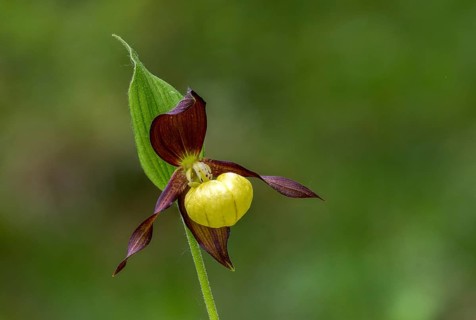 Cypripedium calceolus, lady's slipper orchid, orchidaceae, orchids, orchids, flora, plants, plants