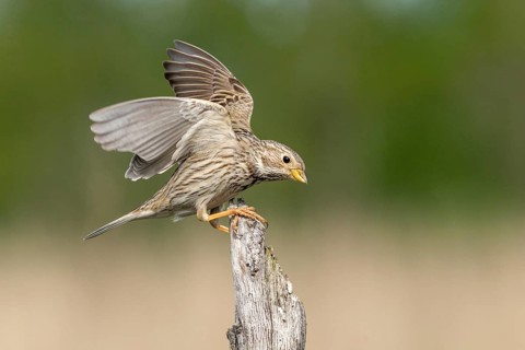 Brandenburg, Corn Bunting, Germany, Emberiza Calandra, Corn Bunting, Miliaria Calandra, Nabu, Nabu