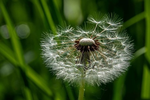 Common dandelion (Taraxacum officinale), dandelion, faded, seeds, Baden-Württemberg, Germany