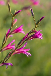Field gladiolus, field victorious root, gladiolus italicus, granelli, iridaceae, Italian gladiolus,