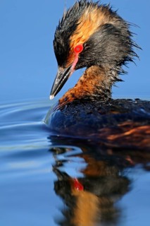 Ear diver. Sweden. Slavonian greeb