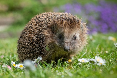 Erinaceus europaeus, hedgehog, insectivora, insectivora, insectivora, mammals, prickly, mammals