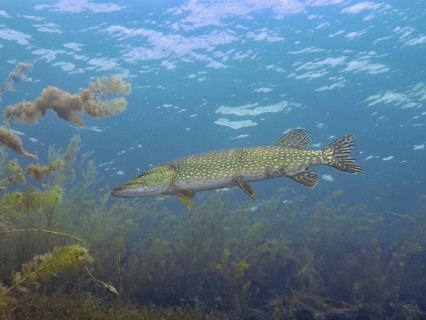 A pike (Esox lucius) moves gracefully through the clear blue water, with plants visible in the