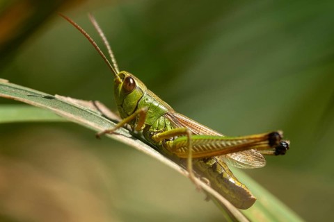 Acrididae, Caelifera, Chorthippus parallelus, field locusts, common grasshoppers, gomphocerinae,