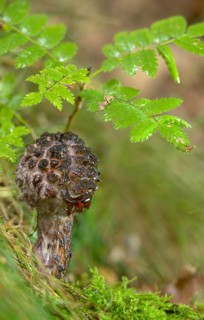 Black scaly bolete, Strobilomyces floccopus, Strobilomyces strobilaceus, strubble head, strubble