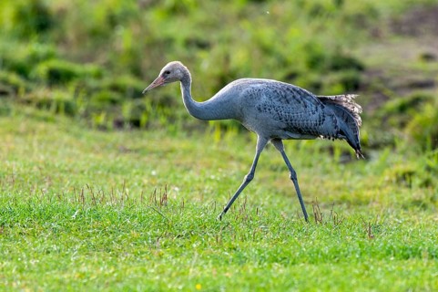 A young crane (Grus grus) foraging for food, Groß Mohrdorf, Lower Saxony, Germany