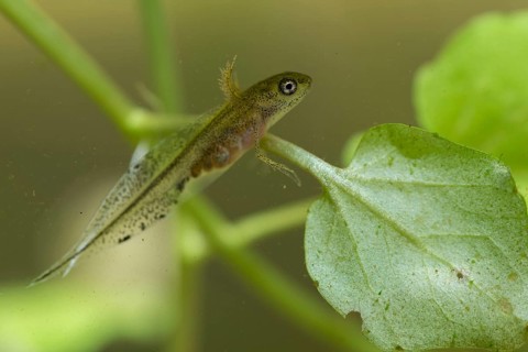 Great Crested Newt, Crested Newt, Northern Crested Newt, Triturus Cristatus, Amphibians,