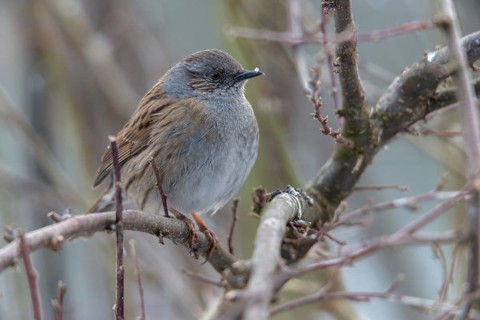 Dunnock, Dunnock, Prunella modularis, birds, males, passeri, songbirds, birds