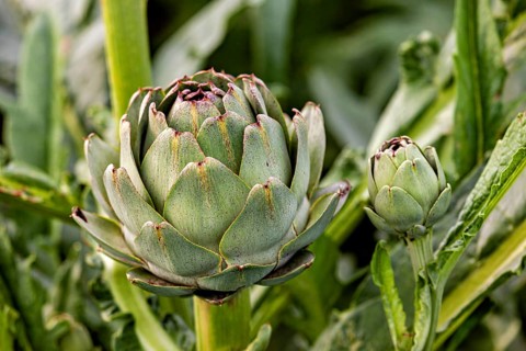 Close-up of green artichokes with detailed leaves in their natural setting, artichokes in a field