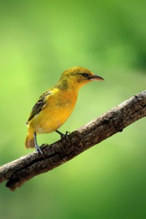 Spectacled Weaver (Ploceus ocularis), adult, female, perched, alert, Kruger National Park, South