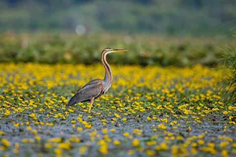 Purple heron (Ardea purpurea) amidst flowering water lilies Hungary