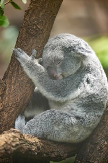 Koala (Phascolarctos cinereus) sitting on a tree, captive, distribution South Australia, Australia,
