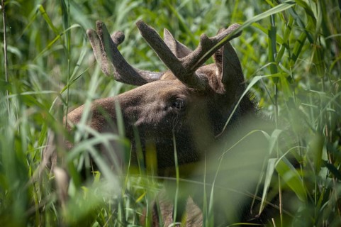 Alces alces, artiodactyla, elk, even-toed ungulates, mosses, cloven-hoofed animals, mammals