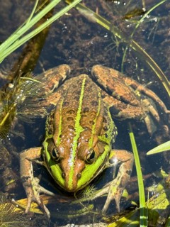 A pool frog (Pelophylax esculentus) lying in the water, Upper Bavaria, Bavaria, Germany