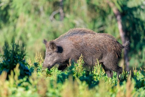 A female wild boar (Sus scrofa) stands on a mound in a green clearing on a sunny morning. Bavaria,