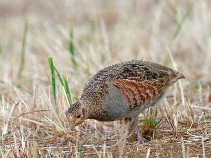 A partridge (Perdix perdix) foraging on a mown meadow, Solms, Hesse, Germany