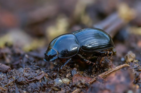 Aphodius granarius, dung beetle, field dung beetle, black field dung beetle, beetle, coleoptera,