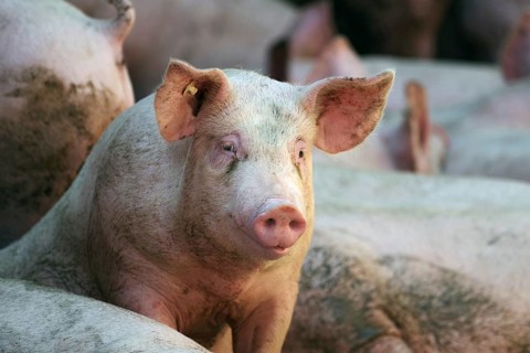 Domestic pig (Sus scrofa domesticus), portrait, free-range, sunlight, Germany