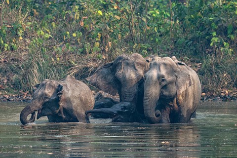 Wild elephant herd at waterhole, Asian elephant, Elephas maximus, Bardia National Park, jungle,