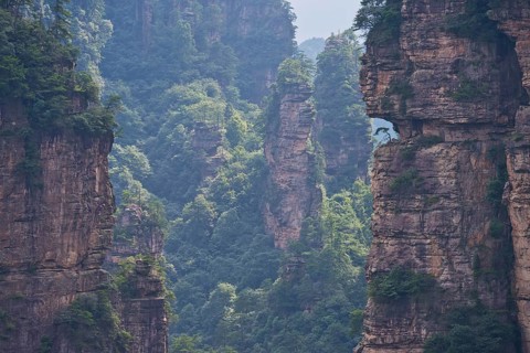 Weather pine on one of the sandstone pillars, panoramic view of the quartz sandstone pillars of the