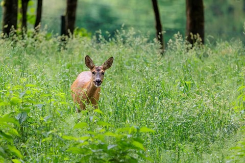 A roe deer (Capreolus capreolus) stands in a meadow with green tall grass. A fence can be seen in