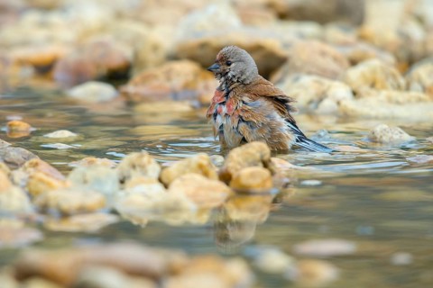 Acanthis cannabina, bloodtail, linaria cannabina, linnet, bath, bird bath, birds, hanfling, male,