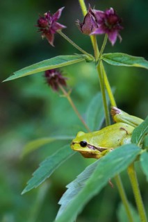 European tree frog, hyla arborea, tree frog, amphibians, amphibians, high size, portrait format,