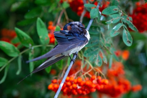 Hirundo rustica, barn swallow, birds, plumage care, passeri, swallows, songbirds, songbirds, birds