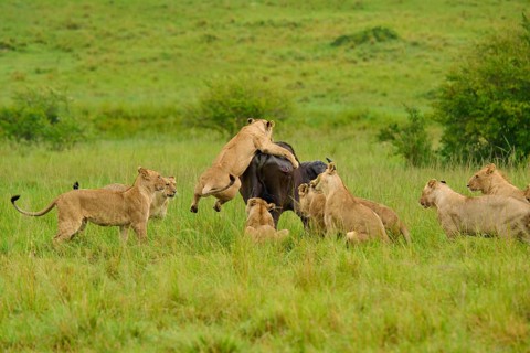 Several lions pounce on a buffalo during a fierce chase, lion (Panthera leo), Cape buffalo