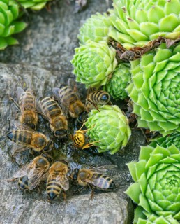 Apidae, Apis Mellifera, bees, European honey bee, hymenoptera, western honey bee, western honey