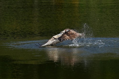 An osprey (Pandion haliaetus) takes off from the water after hunting, with a fish caught in its
