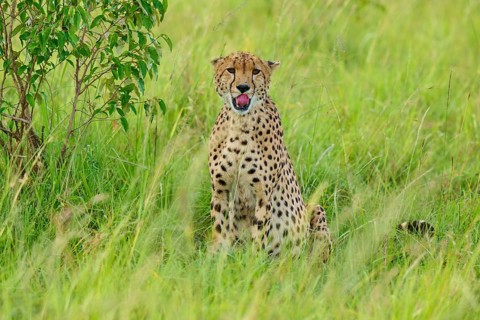 A yawning cheetah sits in the grass, its face showing signs of tiredness, cheetah (Acinonyx